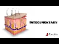 Integumentary CPT Medical Coding for the CPC and CCS Exams - Re-released