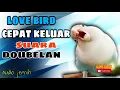 Download Lagu Masteran love bird konslet cepat keluarkan dobelan - audio jernih