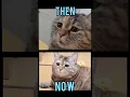 Download Lagu Famous Cats memes(Then vs Now) #meme #memes #nostalgia #catmemes