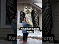 Download Lagu Fakta unik hewan - fakta unik burung- Fakta Unik Burung Hantu yang Jarang Diketahui! F1
