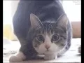 Shaq cat dragster shimmy