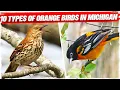 10 Types of Orange Birds in Michigan with Pictures