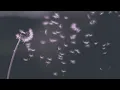pink floyd ~ a pillow of winds (slowed + reverb)