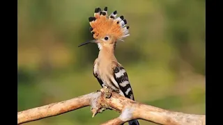 أطول تلاوة لآيات من سورة النمل للقارئ إسلام صبحي و ت ف ق د الط ي ر 