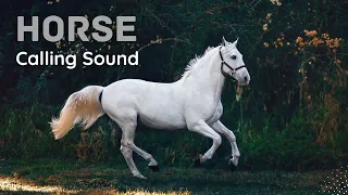horse calling sound