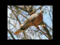 Bird, Spotted Dove call, Australia