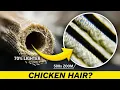 Free-Range Chickens Have Unusual Feathers Hollow Bones Wavy Hair and Dust Stick to Them WHY