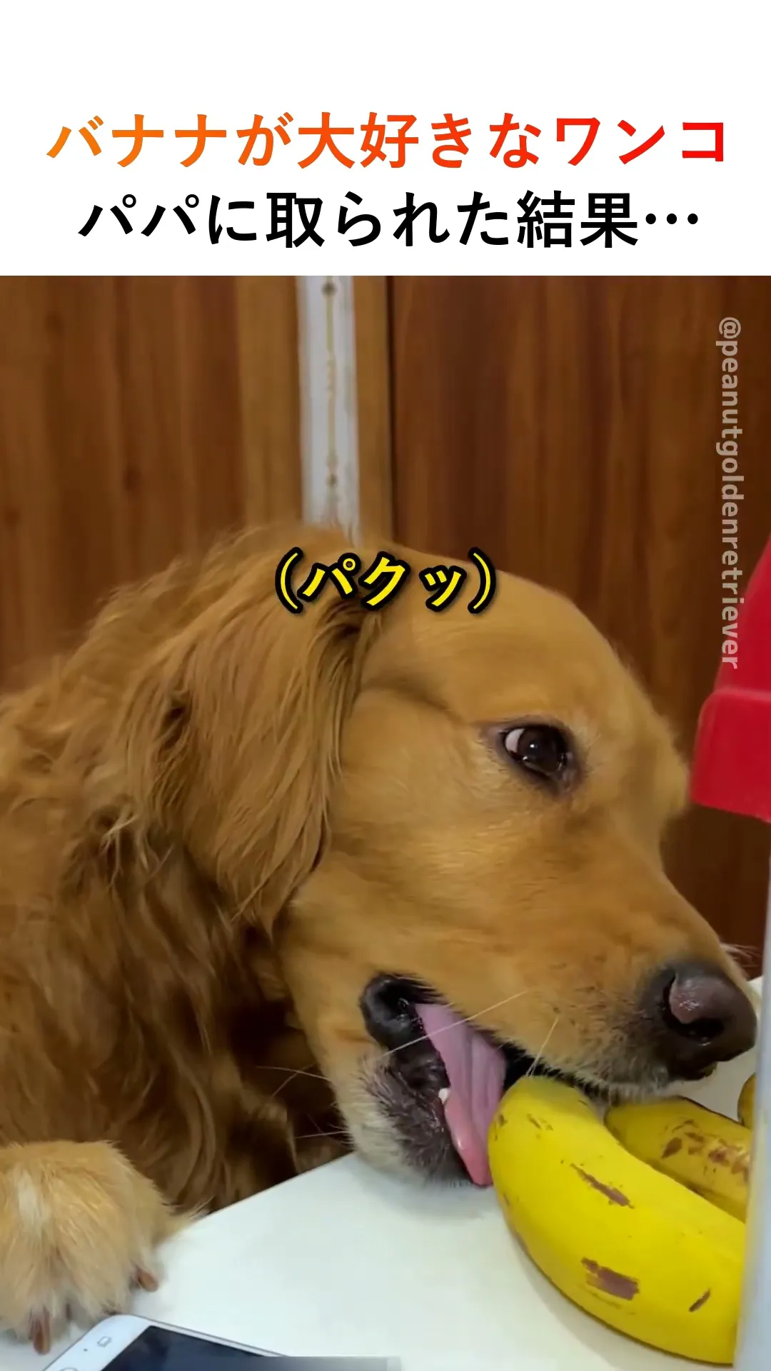 バナナが大好きなワンコ、パパに取られた結果…