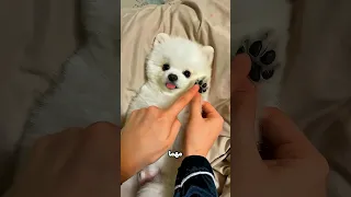 مهما حبيته  البوميرينيان مش هيقولك الأسرار دي    دندنها