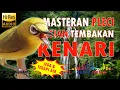 Download Lagu Masteran Pleci Isian Tembakan Kenari Panjang Mudah Diikuti Dan Pasti Masuk