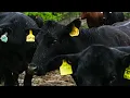 Coronavirus and the meat industry