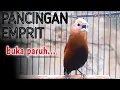 Download Lagu emprit kaji gacor pancingan burung pipit emprit peking bondol haji isian kenari