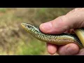 Herping Edisto Island Scarlet Snakes Copperheads More South Carolina