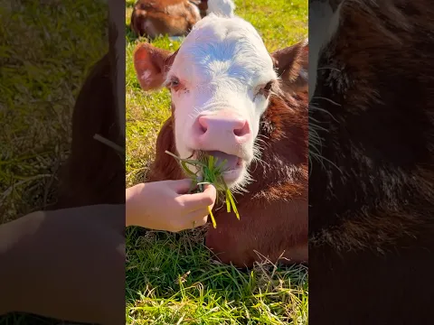 Baby Cows for Kids 🐄👶 The Cutest Animals on the Farm