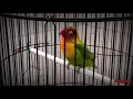 Download Lagu NGALUN.. Masteran Lovebird Jantan Konslet Suara Minor Durasi Panjang