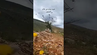 صيد سرب من طائر الحسون 