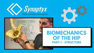 biomechanics of the hip pt 1 structure