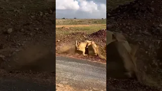 عند تزاوج الأسد من لبؤة جديدة يقوم بمحاولة التخلص من اشبالها الذين ليسوا منه لذلك تدافع عنهم اللبوة 