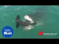 Jaw-dropping moment a great white shark catches a seal