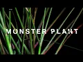 Download This monster plant is trying to take over. What if we let it? mp4 3gp mp3 videos - waplic