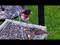 Download Lagu Peaceful Relaxing Birds, streamed live from Windsor, Ontario, Canada.   June 23nd, 2025