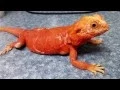 Red Silk Bearded Dragon