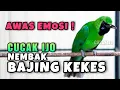 Download Lagu PANCINGAN CUCAK IJO GACOR TEMBAKAN BAJING KEKES / CLIRING COCOK BUAT MANCING EMOSI IJO AGAR NEMBAK