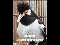 Download Lagu Burung Jalak Uren Gacor Panjang, Sang Peniru suara Robot #shorts
