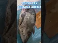 Download Lagu REJEKI TAK KEMANA AREMA #fishing