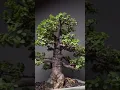 Download Lagu My 20 years old jade Bonsai Tree #shorts #bonsaitree #bonsai #jadebonsai