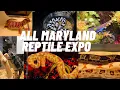 All Maryland Reptile Show July 13th 2024 BallPythons Bearded Dragons Boas Geckos More