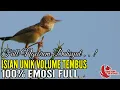 Download Lagu MASTERAN TEMBAKAN RAPAT PANJANG❗Cici Padi Gacor Istimewa