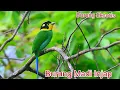 Download Lagu Burung Madi Injap | Long Tailed Broadbill Yang Eksotis