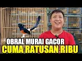 Download Lagu GILA !!! CUMA KIOS SINGGIH YG NEKAD JUAL MURAI GACORAN CUMA RATUSAN RIBU BUKAN JUTAAN