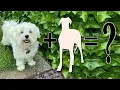 Maltese Mixes 8 Totally Adorable Maltese Crossbreeds