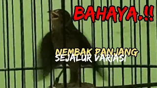 gada obat biang masteran branjangan mewah