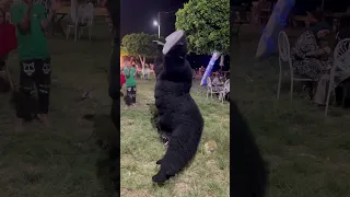 الغوريلا العملاقه ظهرت في الشارع الغوريلا ضحك ترند Fyp 