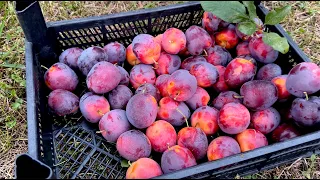 ПОКА ЕЩЁ ЕСТЬ СЛИВЫ, сделайте ЭТО! Не готовьте по-старому! Маринованные сливы - ЛУЧШИЙ РЕЦЕПТ