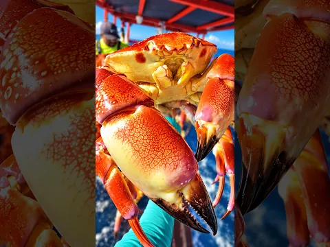¡¡¡LA CIENCIA REVELÓ!!! ⚠️ 3 MARISCOS super NUTRITIVOS 🦀
