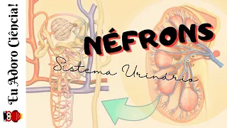 Sistema Urinário - Néfron