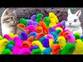 Download Lagu World Cute Chickens, Colorful Chickens, Rainbows Chickens, Cute Ducks