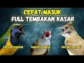 Masteran Full Tembakan Kasar Cepat Masuk | Cucak Jenggot - Kapas Tembak - Cucak Cungkok