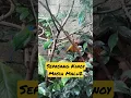 Download Lagu sepasang burung kinoy masih malu2