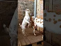 Download Lagu barbari goat kids | Kids Goat #argoatfarmts