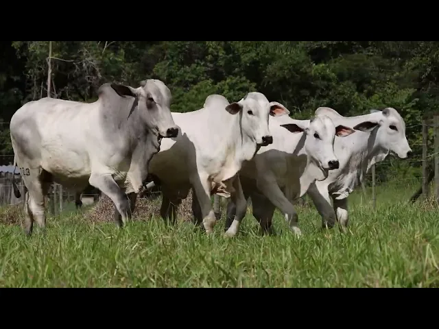 4 garrotes Nelore P.O.