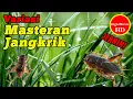 Download Lagu MASTERAN JANGKRIK UNTUK BURUNG MURAI BATU, KONIN AUDIO JERNIH DENGAN JEDA DAN VARIASI SUARA