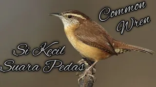 burung surga kecil suara mewah tembakan speed dan kasar common wren 
