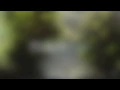 Nick Leng - Leaves