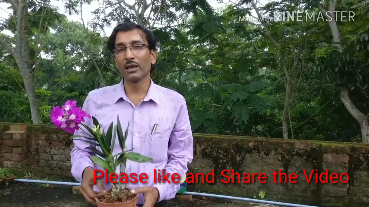 HOW TO MAKE ORCHID POTTING MIX AT YOUR HOME FREE OF COST