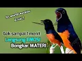 Download Lagu Murai batu gacor terampuh bikin lawan emosi seketika.Buktikan di jamin langsung ON fire